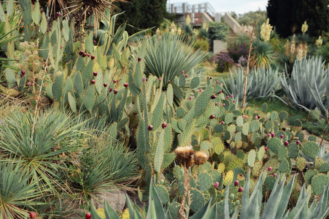 Desert palms and rock landscaping