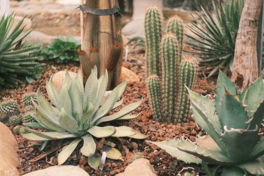 Resort-style desert landscaping with palms